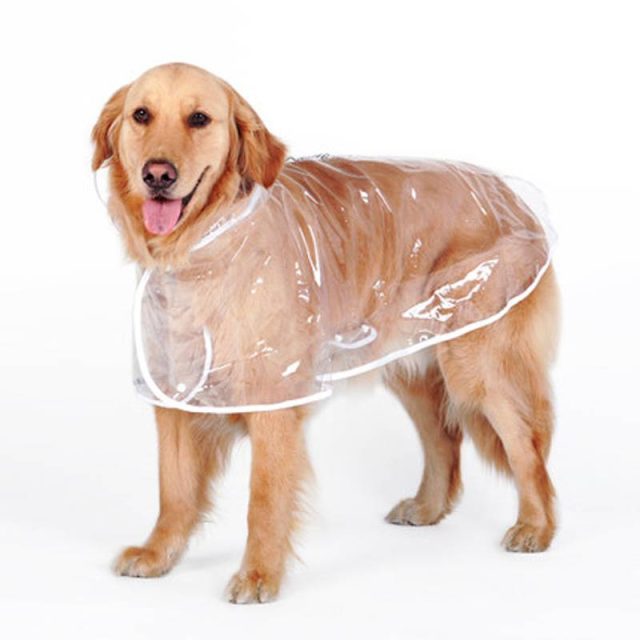 Pets Bazaar Outdoor Activities For Pets To Enjoy Top 5 - kdbazar Transparent Autumn Dog Raincoat Cats Dogs Products Dog Clothing Pet Supplies KDBazar online store: Extensive range of plus size leggings, workout leggings, and tights to suit your needs and style. Shop now and discover the ideal fit for you. outdoor activities for pets